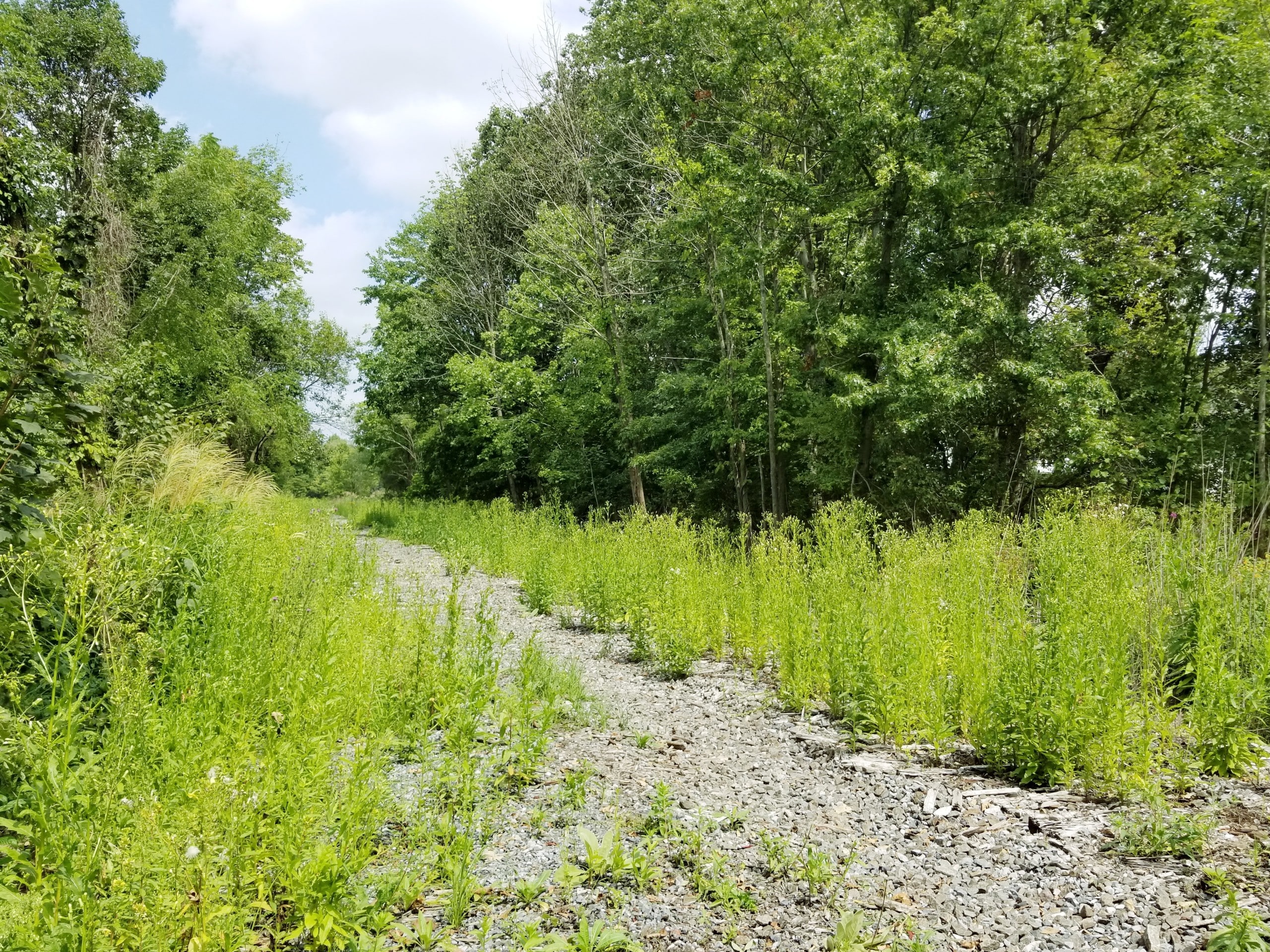 Trail
