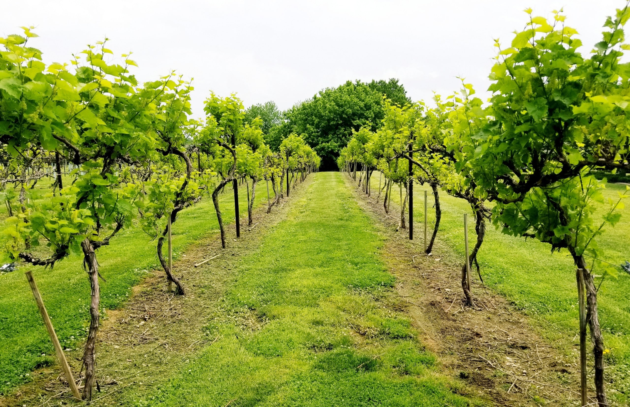 Rose Bank Winery