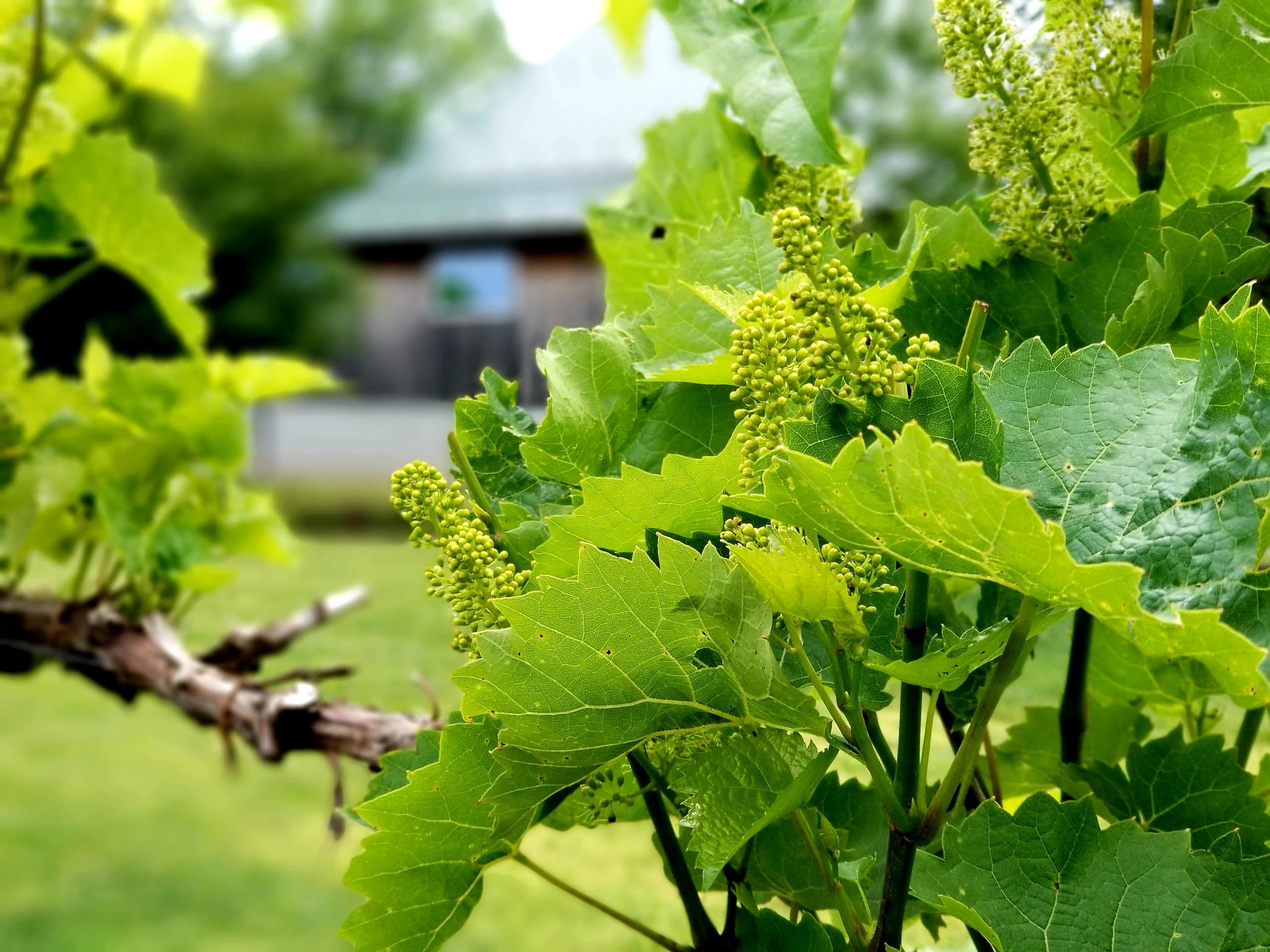 Rose Bank Winery