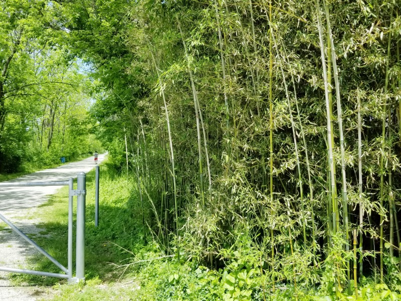 Bamboo