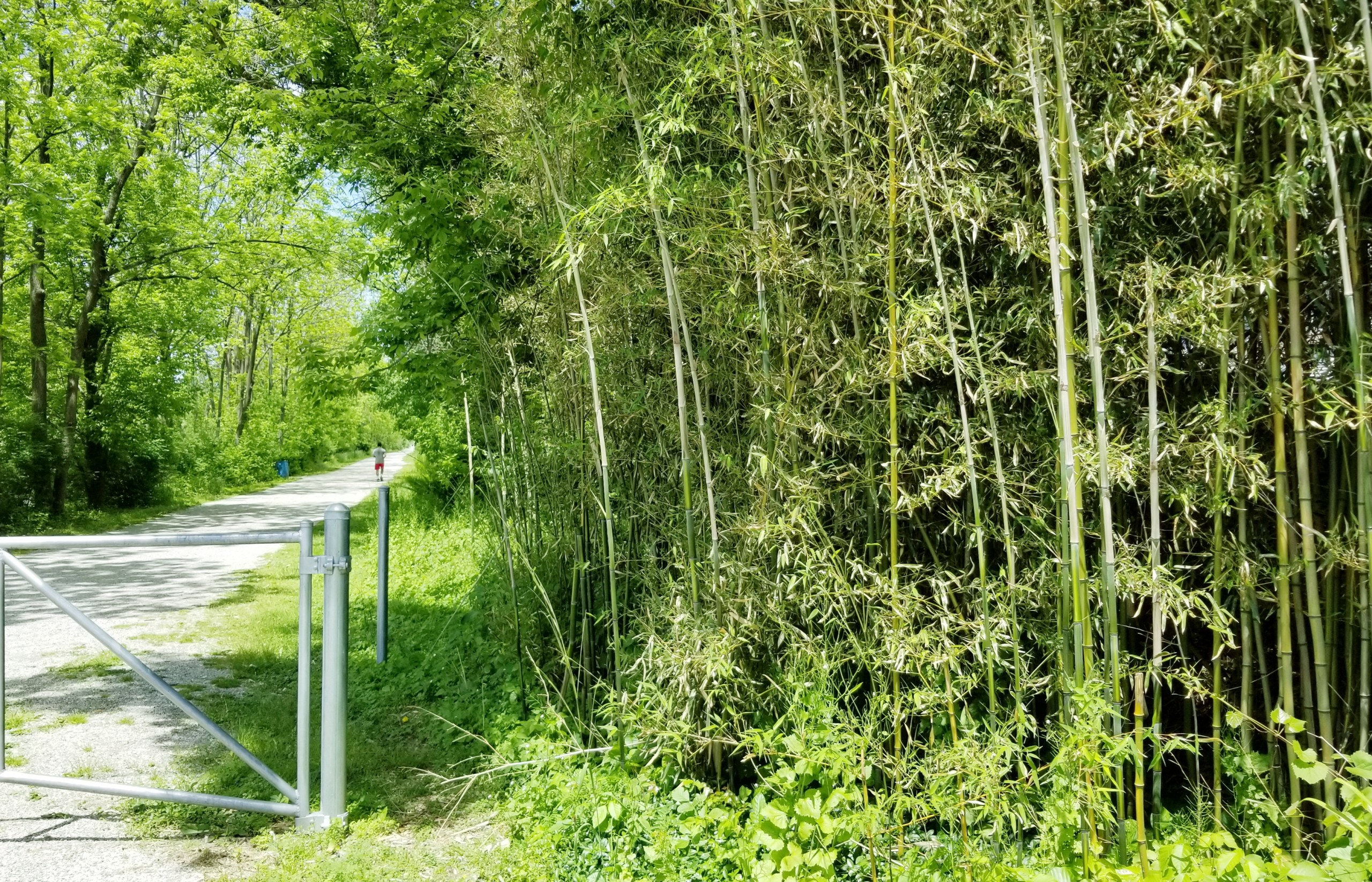 Bamboo