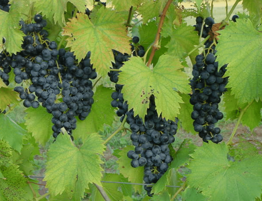 Wycombe 2 wine