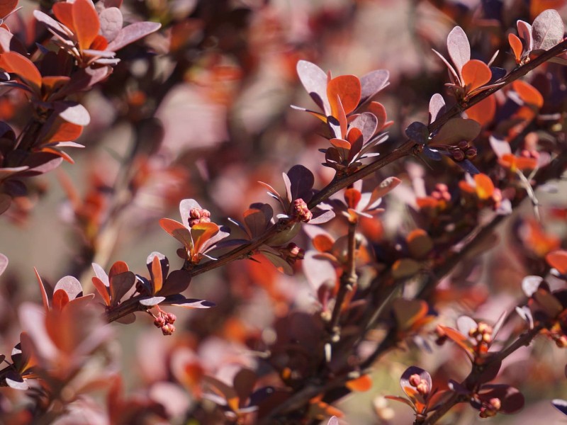 barberry bushes