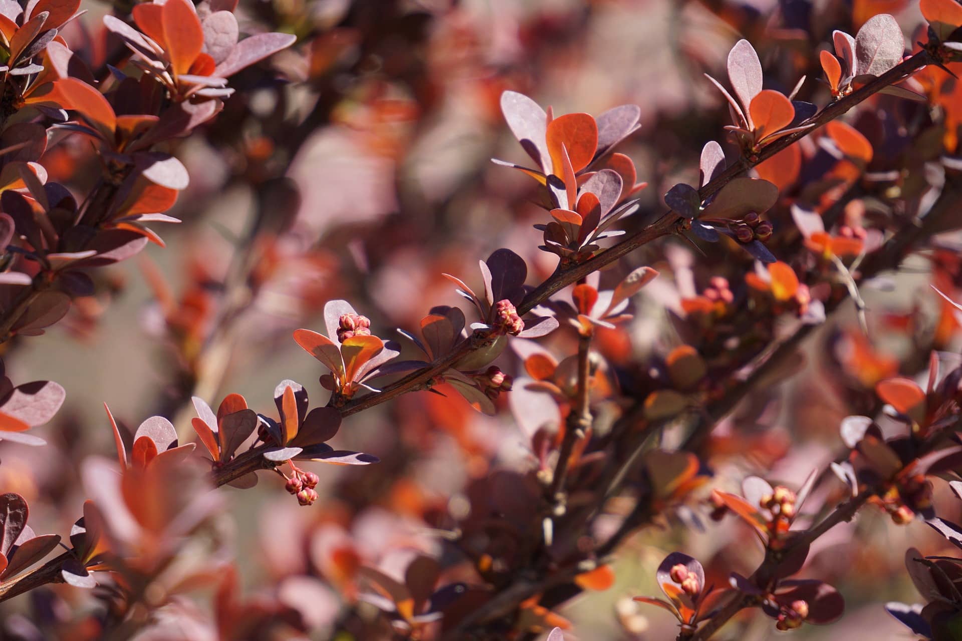 barberry bushes