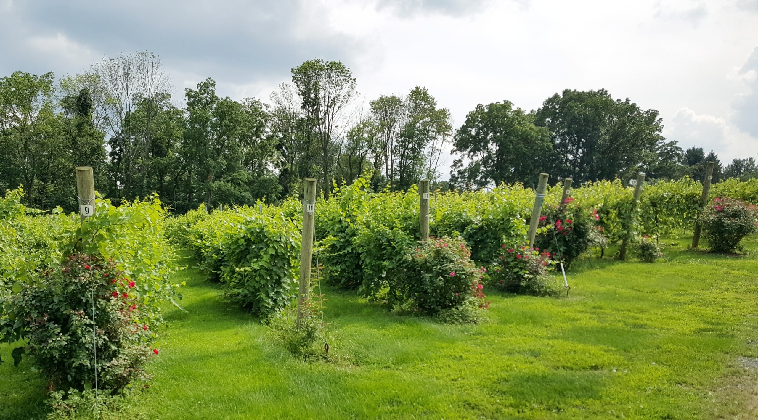 winery