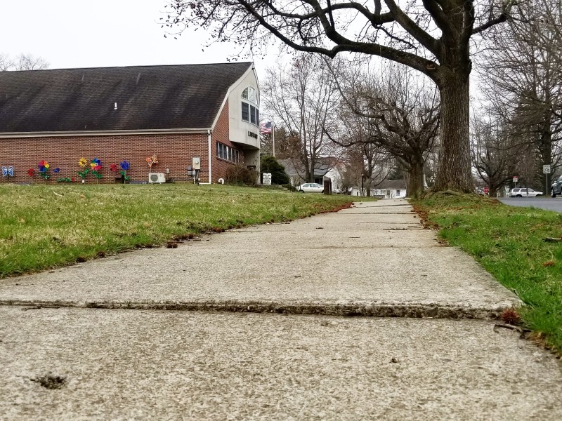 Sidewalk Trees