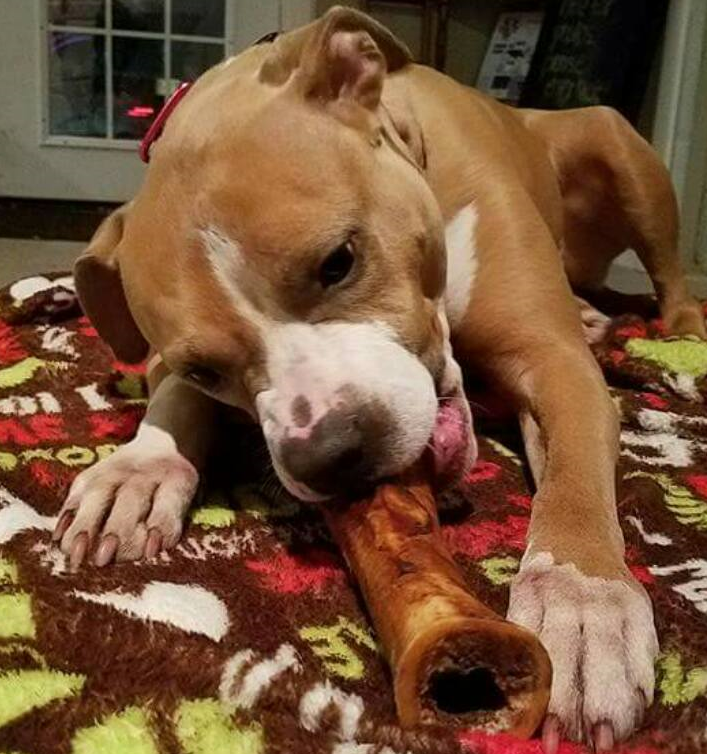 Sally has recovered physically and is doing much better behaviorally since she began training recently.
