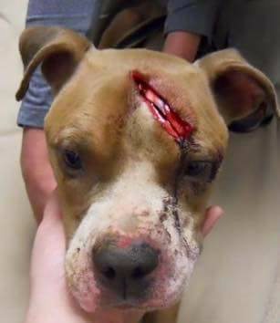 When Sally was first rescued in the 300 block of N. Jefferson Street, Allentown, she had gashes all over her body and was emaciated.