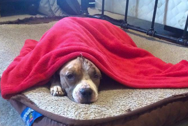 Sally restts on a bed as she recovers from abuse she received at the hands of unknown owners.