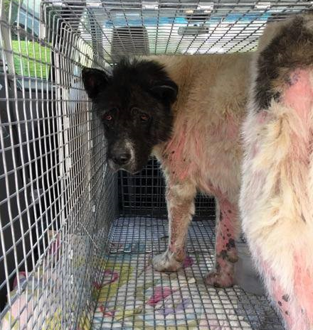 Vigor has been diagnosed with a serious skin disorder.