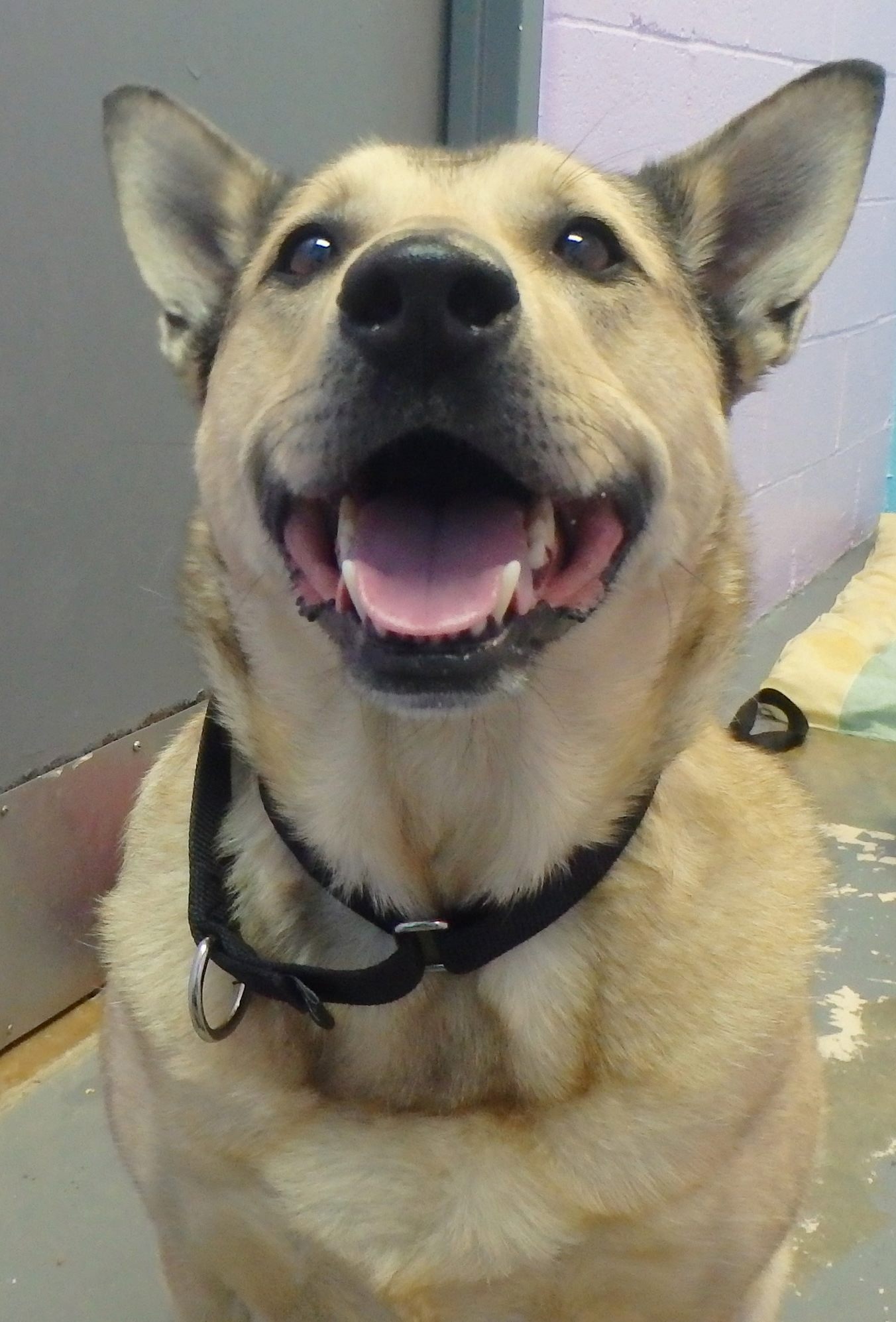 Oby
