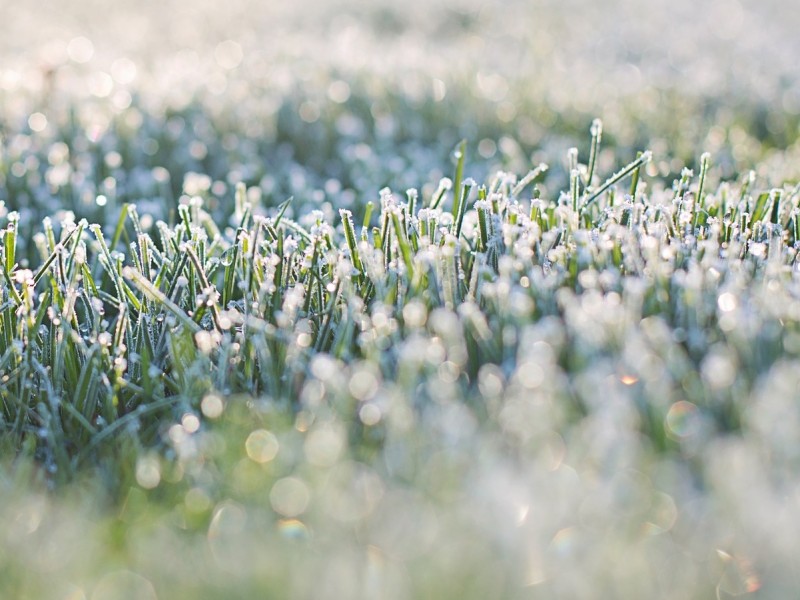 frost freeze