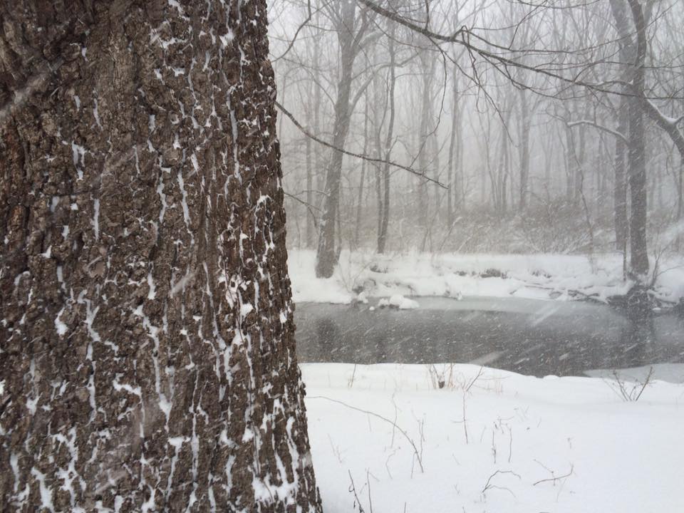 It was a good day for quiet walk in the woods, as long as you were appropriately outfitted