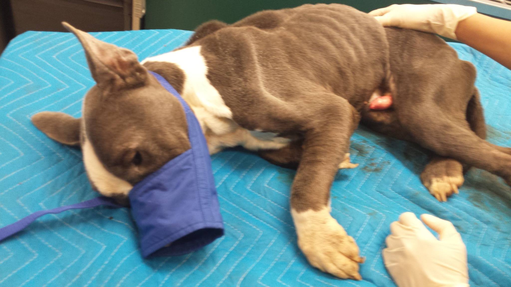 Police said the dog appears to be dehydrated and malnourished.