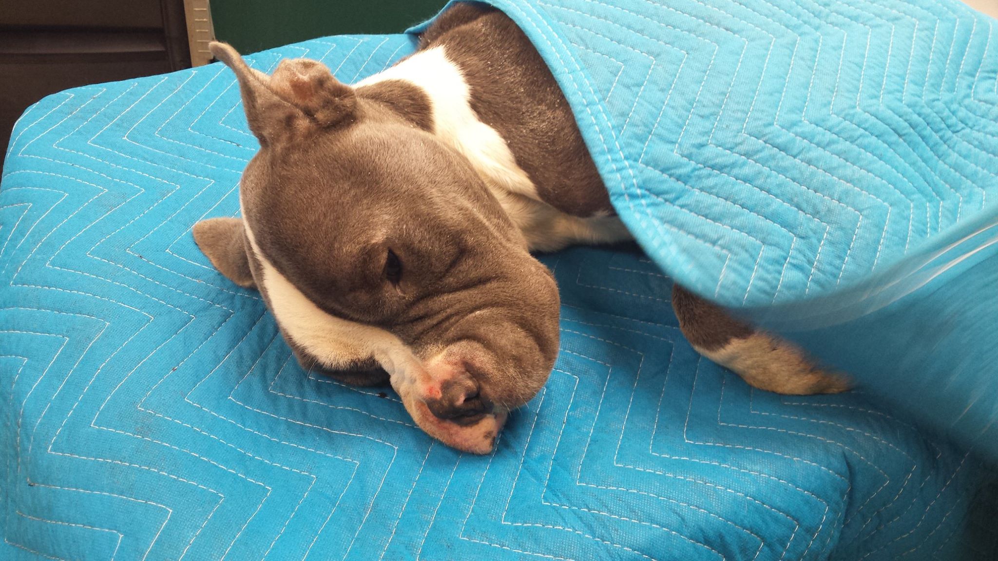 This brown and white pit bull was found in a cardboard box along a Lower Saucon Township roadside on New Year's Day.