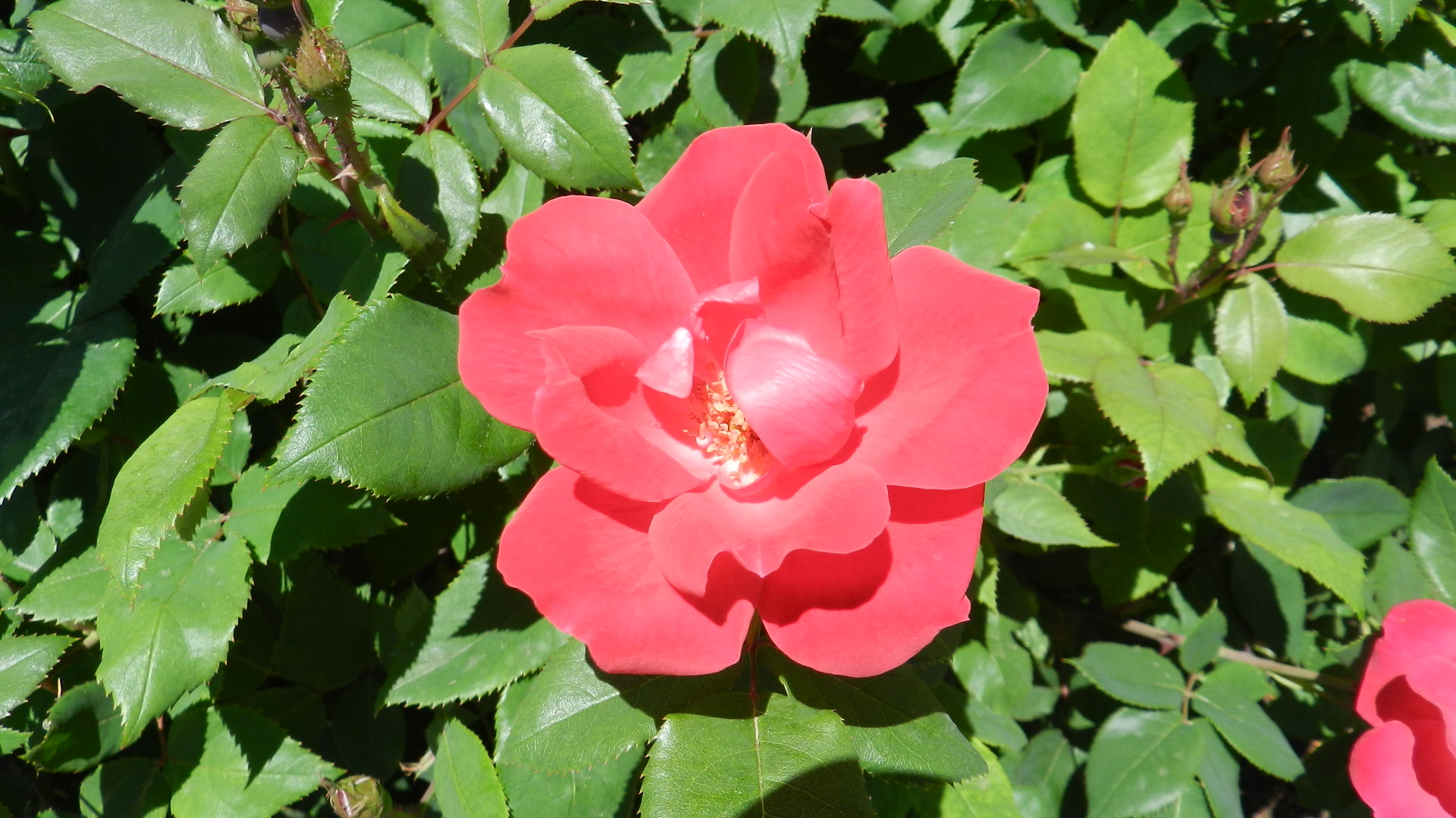 A dusty pink-colored rose graces Detwiller Plaza in Hellertown with its beauty.