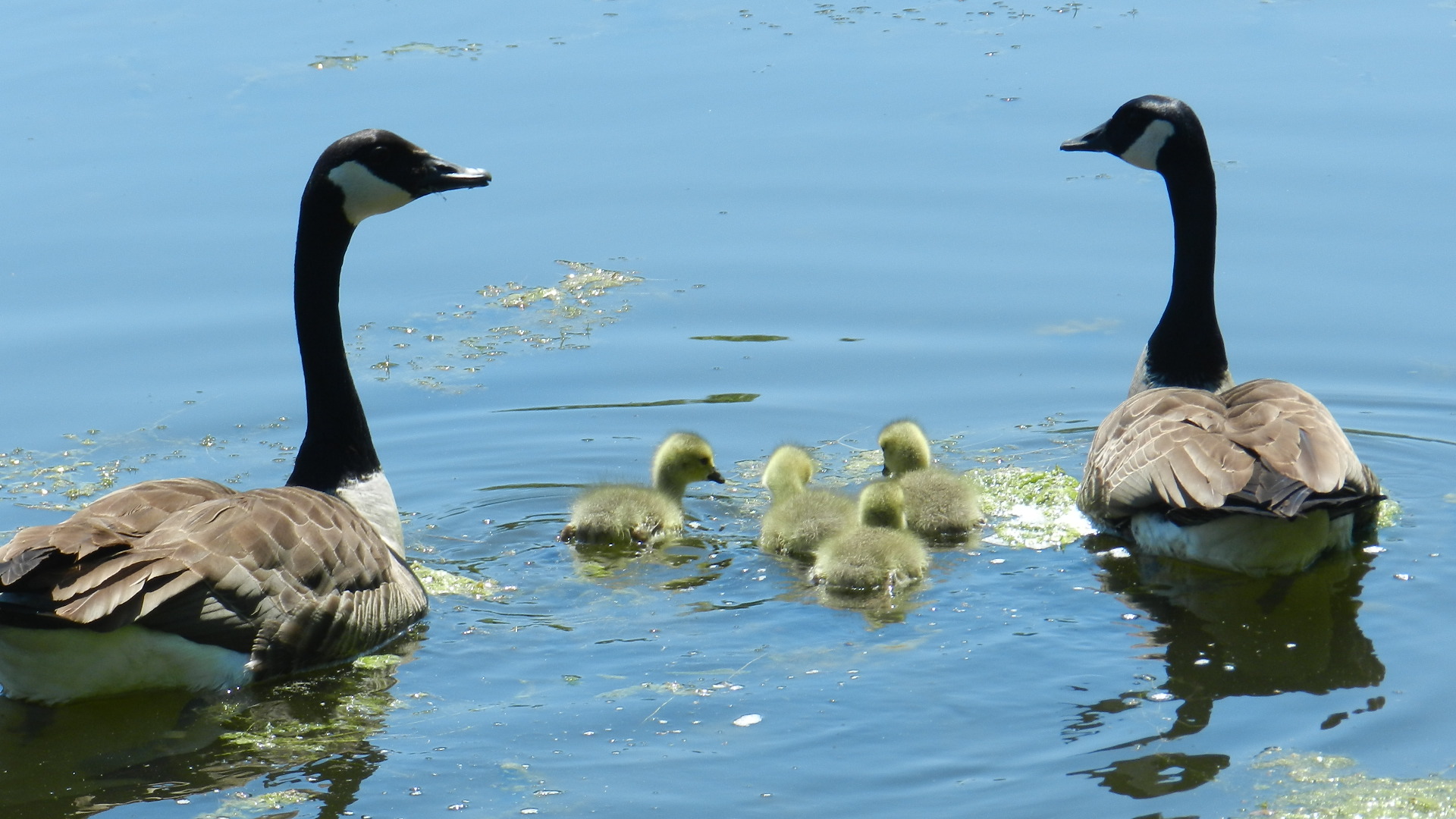 A family of Canada geese floats happily on the grist mill pond in Hellertown