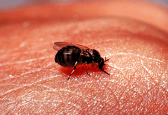 Black_Fly