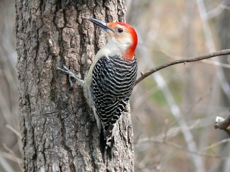 A red-bellied woodpecker is one of many species of bird that can be heard along the Saucon Rail Trail.