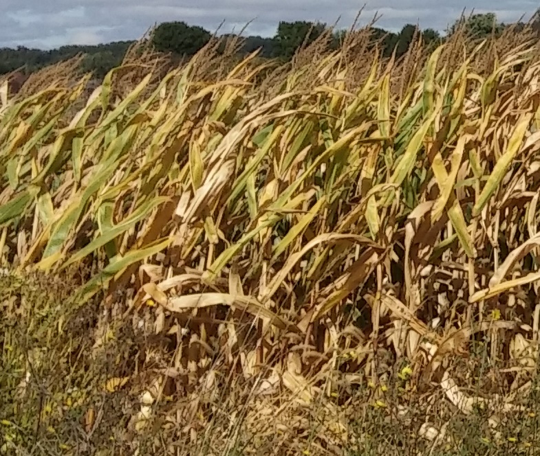 A Lower Saucon Township cornfield (FILE PHOTO)