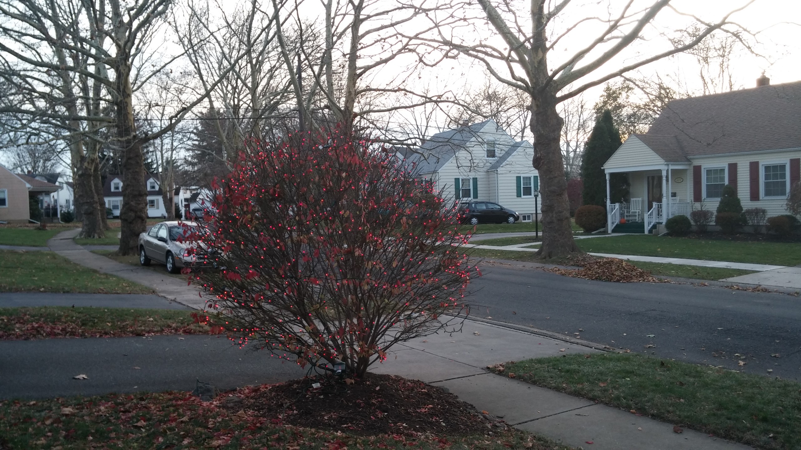 Don Mills uses red lights to decorate a burning bush in front of his home on Birch Road near Magnolia Road in Hellertown's Mountainview neighborhood.