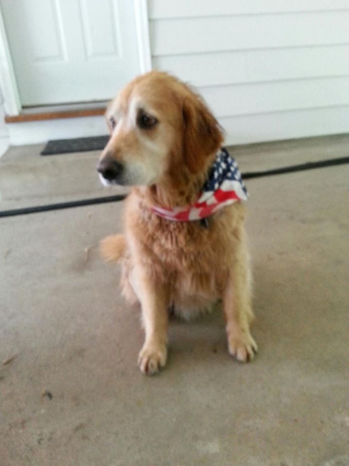 Missing Golden