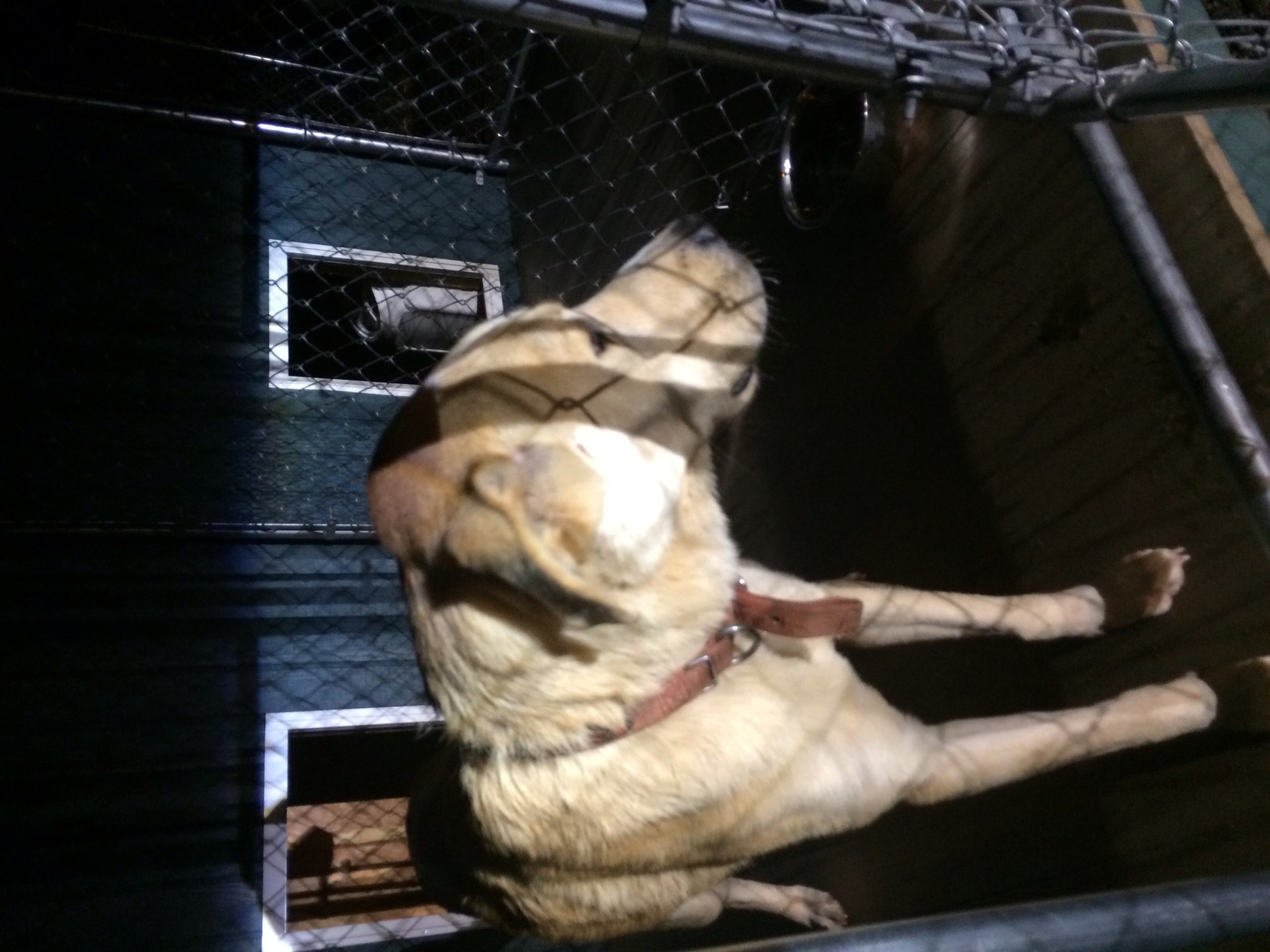 Large tan dog