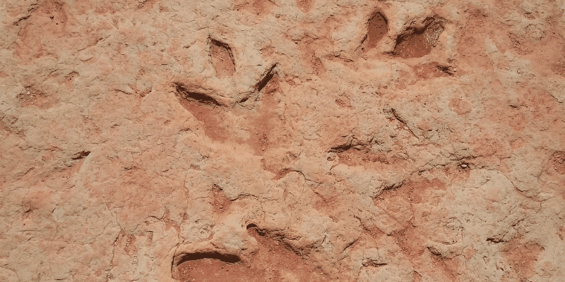 Dinosaur Tracks