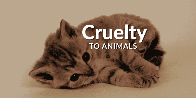 Animal Cruelty Cat