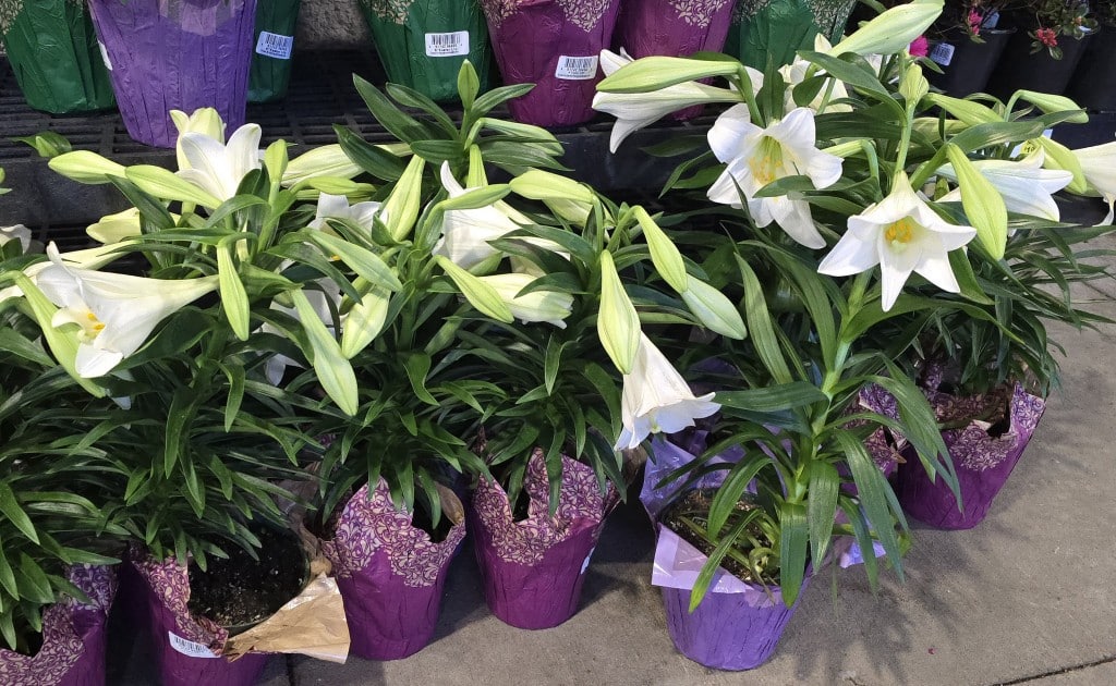 Easter Flowers