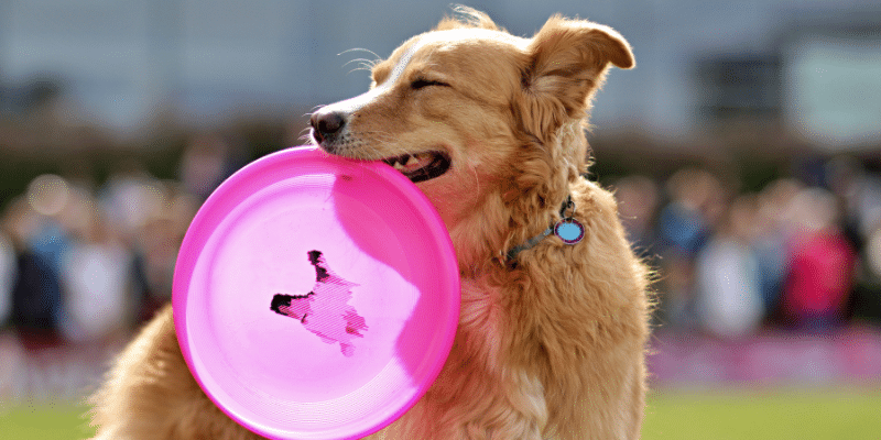 Hellertown Veterinary Center