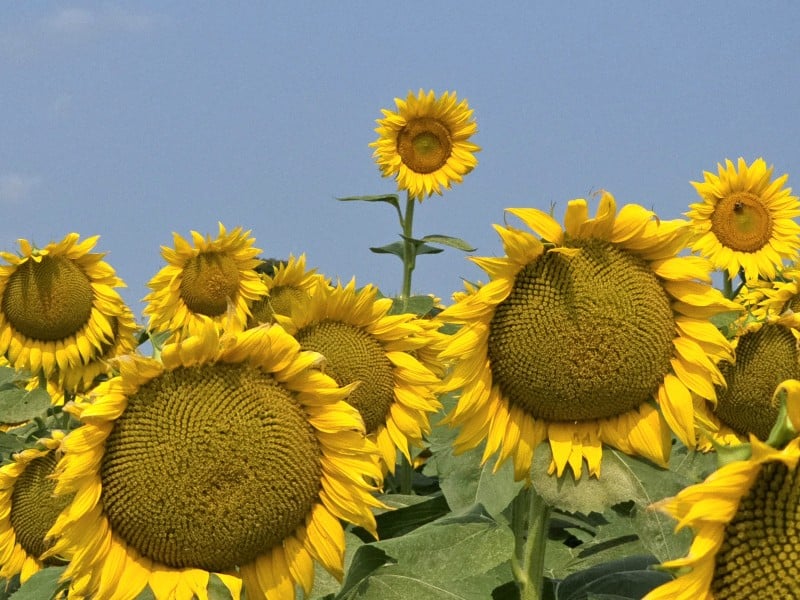 Sunflowers