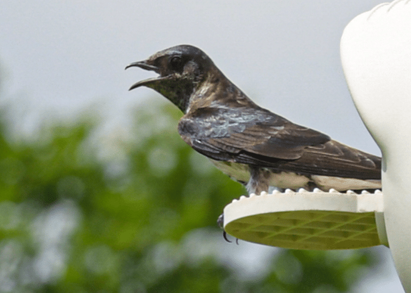 Purple Martin