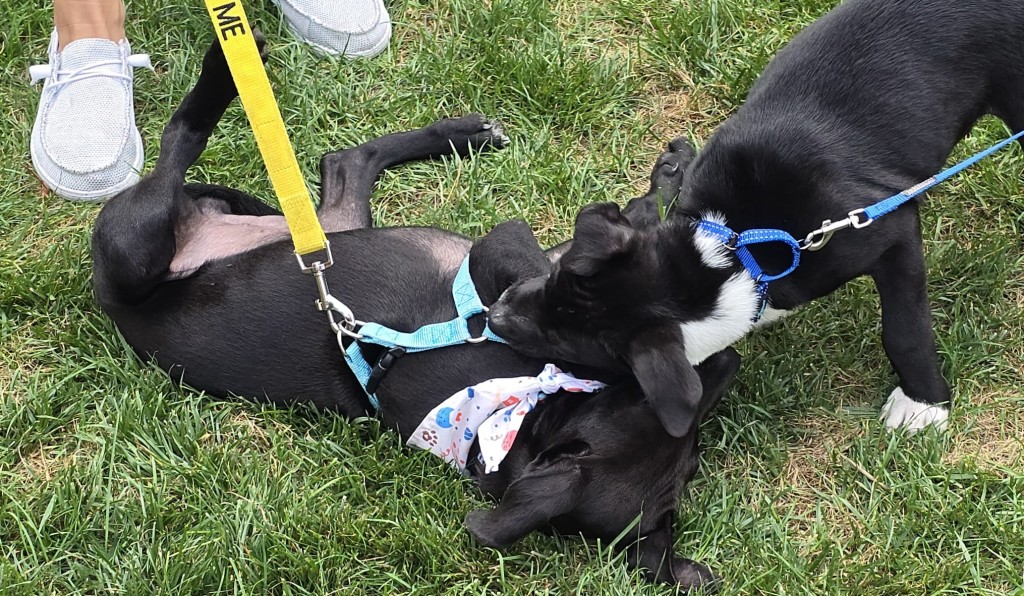 Hellertown Community Day