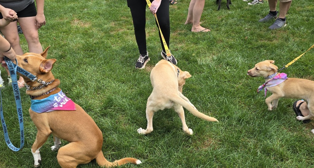 Hellertown Community Day