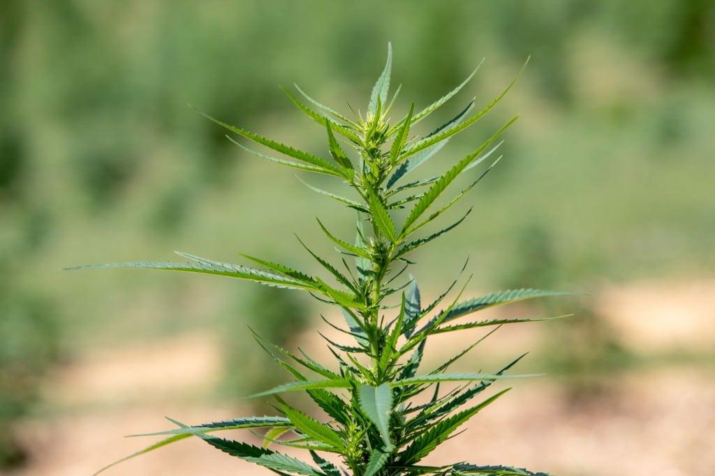 Hemp