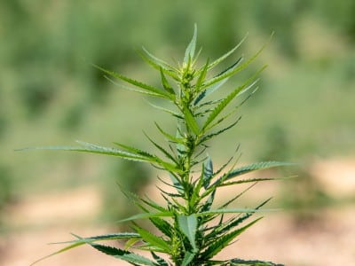 Hemp