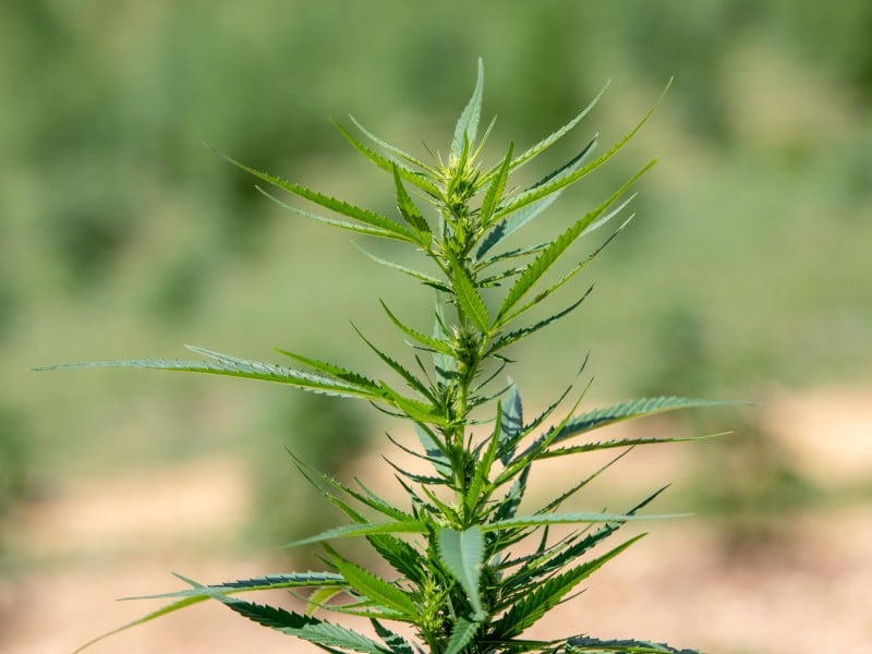 Hemp