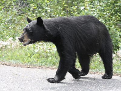 Bear