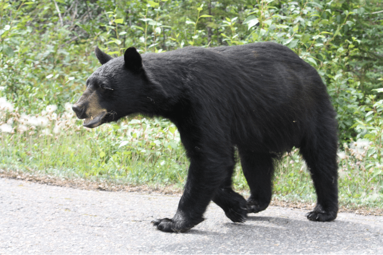 Bear